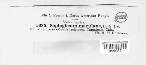 Septogloeum maculans image